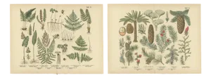 Ferns & Conifers, 1885, Paper, Set of 2