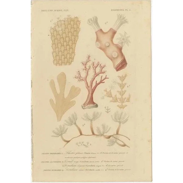 Hand-Colored Zoophytes, 1849, Paper, Set of 2 For Sale - Image 3 of 6