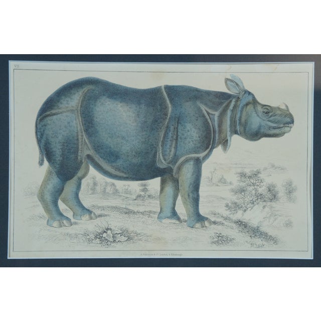 Antique 1842 English Fullarton African Rhino Rhinoceros Engraving, Framed For Sale - Image 4 of 10