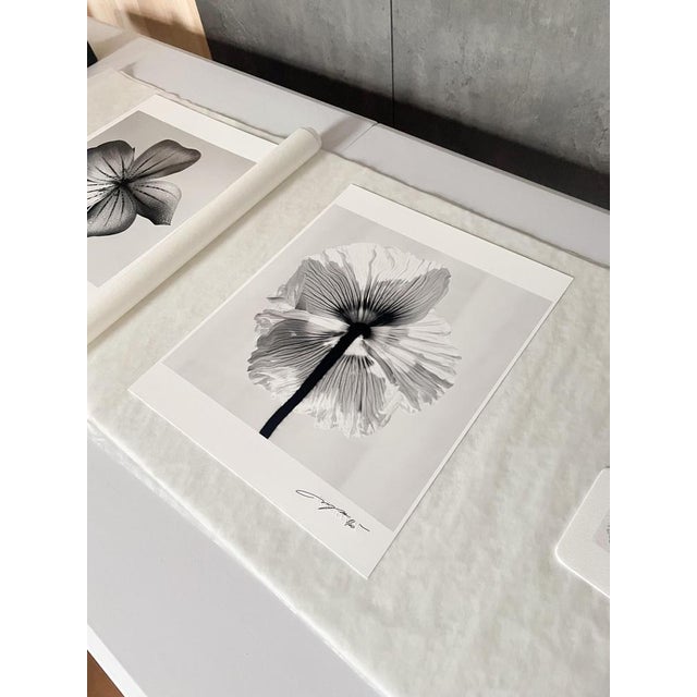Poppy No.11 printed on archival Hahnemühle Photo Rag Baryta fine art paper, this limited edition piece measures 32 x 32 cm...