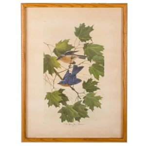 John Ruthven New York State Bluebird Print