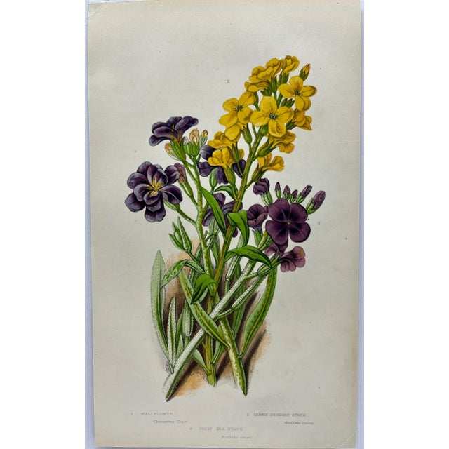 Illustration Antique W. Dickes & Co Botanical Print Showcasing Varieties of Purple Stock Flowers and Yellow Wallflowers With Green Foliage - Circa 1870 For Sale - Image 3 of 10