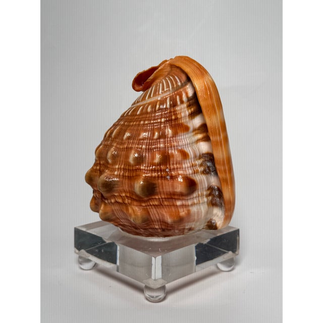 Perfect for a coastal, nautical decor or for a natural elements collector of shells is this Red Helmet/Bullmouth shell....