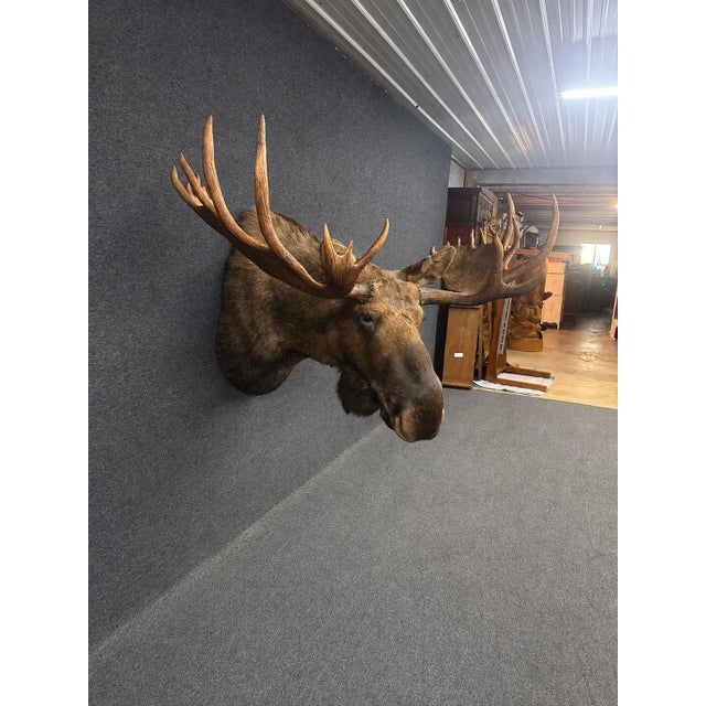 Yukon Moose Shoulder Mount with Large Palmate Antlers Description Impressive Yukon moose shoulder mount featuring...
