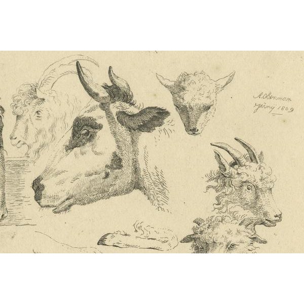 Early 19th Century Anthony Oberman, Horse, Cow, Goat and Sheep Heads, 1809, Etching on Paper For Sale - Image 5 of 7