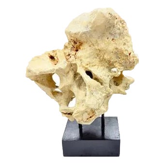 Indonesian Coral Stone On Teak Stand For Sale