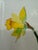 Isabel Wyatt Daylight Daffodil Original Painting, Signed For Sale - Image 11 of 12