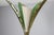 Angelo Lelii Floor Lamp from Arredoluce, 1950 For Sale - Image 12 of 17