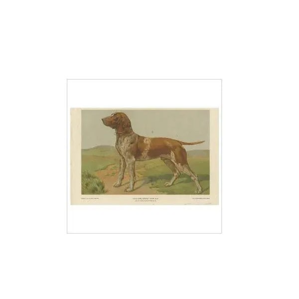 Th. Breidwiser, Hound Dog, 1879, Paper For Sale - Image 4 of 5