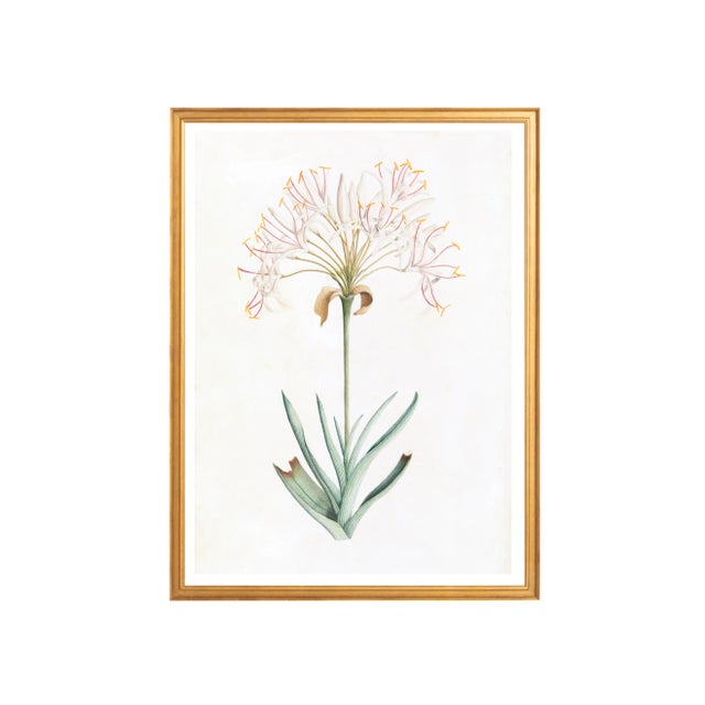 Illustration Celerie Kemble Curated Australian Botanical VI (16x20) in Gold Frame For Sale - Image 3 of 4