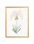 Illustration Celerie Kemble Curated Australian Botanical VI (16x20) in Gold Frame For Sale - Image 3 of 4