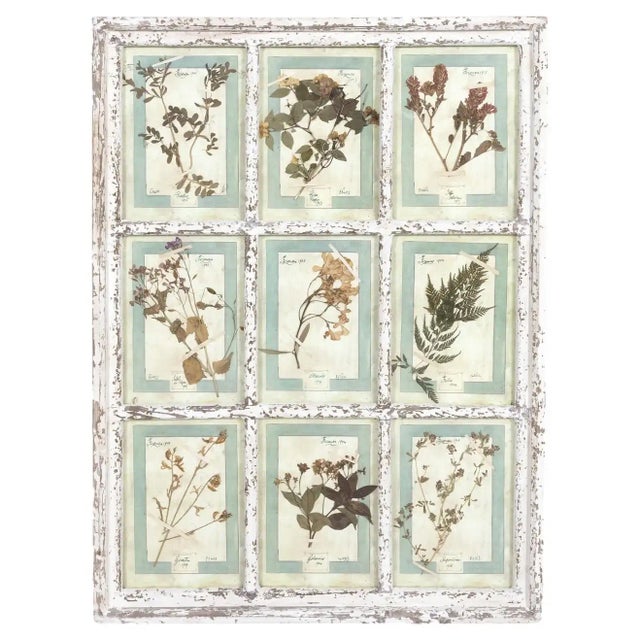 Collection of 9 Early 20th Century Italian Herbiers in Large Paned Window Frame For Sale - Image 13 of 13