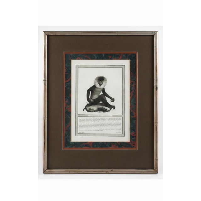 Early 19th Century 19th-C. French Monkey Engravings Nicolas Henri Jacob - Jacob’s Monkeys - Framed & Matted - Set of 6 For Sale - Image 5 of 10