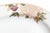 Fitz and Floyd Late 20th Century Fitz and Floyd “Cloisonné Peony” Porcelain Platter For Sale - Image 4 of 6