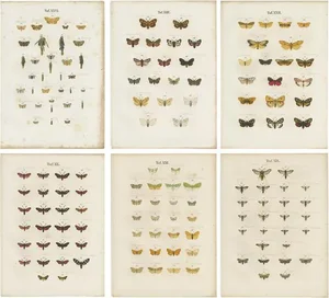 Ramann, Butterflies and Moths, 1870, Set of 6