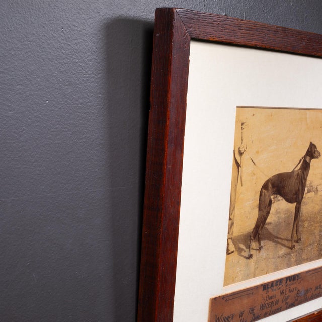 Antique 1899 Waterloo Cup Greyhound Racing Photograph–"Black Fury"–Framed For Sale - Image 4 of 5