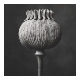 Poppy Pod Head No. 4 - Black and White Botanical Floral Photograph Print | Karl Blossfeldt | Unframed For Sale