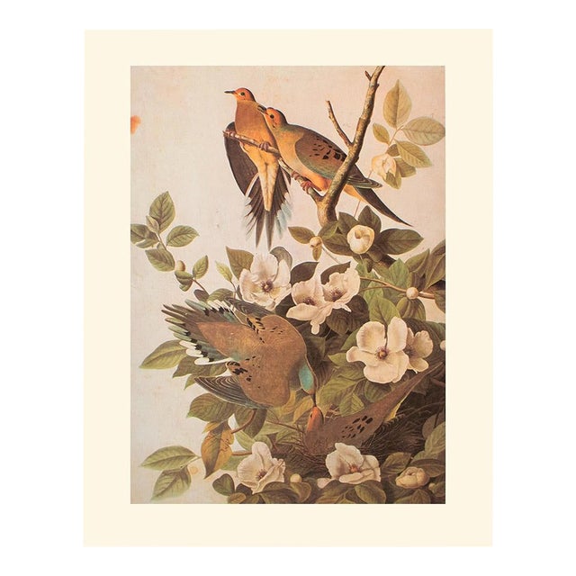 1966 Vintage Cottage Print "Carolina Turtle Dove & Mourning Dove" After John James Audubon For Sale