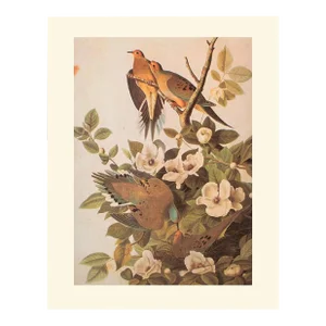 1966 Vintage Cottage Print "Carolina Turtle Dove & Mourning Dove" After John James Audubon