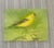 A vibrant yellow finch perches gracefully against a fresh green background, capturing the brightness of spring. The soft...