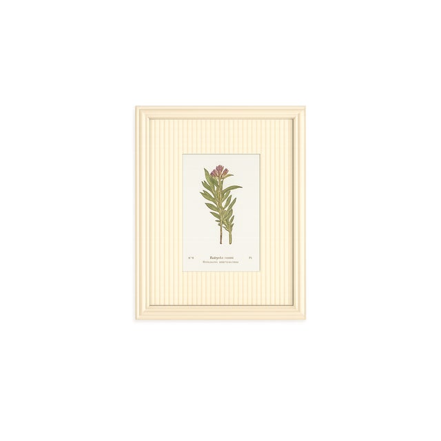 Traditional Set of Twelve Antique Alpine Botanical Chromolithographs Circa 1909 in Custom Frames. For Sale - Image 3 of 15