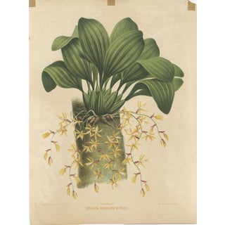 Mieling, Large Orchid Illustration of the Dutch East Indies, 1854, Print For Sale