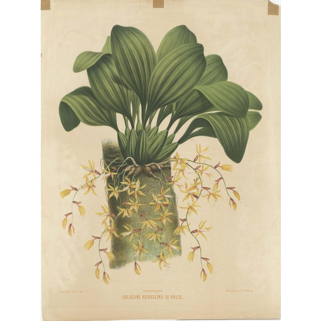 Mieling, Large Orchid Illustration of the Dutch East Indies, 1854, Print For Sale