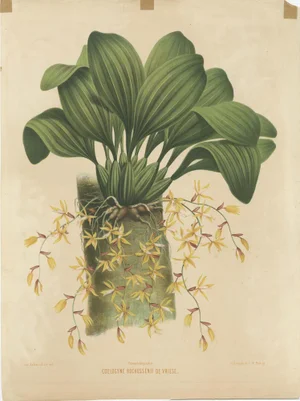 Mieling, Large Orchid Illustration of the Dutch East Indies, 1854, Print