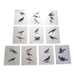 Antique 19th Century Bird Lithographs - Set of 12