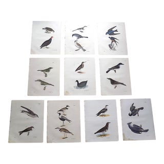 Authentic Antique 19th Century Bird Lithographs - Set of 12 For Sale