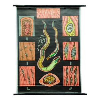 Trichina Rollable Poster Print Wall Chart by Jung Koch Quentell For Sale