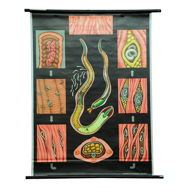 Trichina Rollable Poster Print Wall Chart by Jung Koch Quentell For Sale