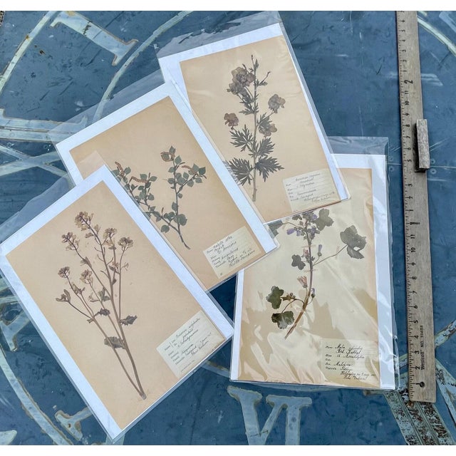 Authentic Antique Swedish Pressed Botanicals Beautifully Composed Herbarium Specimens Vintage Pressed Wild Flowers - Set of 4 For Sale - Image 10 of 11