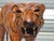 Vintage Leather Tiger, 1960s For Sale - Image 4 of 12