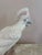 1980s large pink/white ceramic parrot statue/figurine. One small surface chip at back bottom of base as shown in detail...