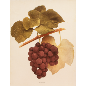 1900s U. P. Hedrick, Original Antique Photogravure of Massasoit Grapes