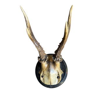 Roe Deer Trophy 129 Black Forest Antlers For Sale