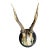 Roe Deer Trophy 129 Black Forest Antlers For Sale