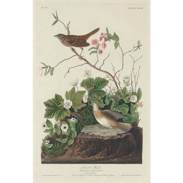 Vintage John James Audubon Reproduction Prints —Grouse, Shrike, Finch, Titmouse, Wren, Falcon, Crossbill and Warbler - Collection of 4 For Sale In Washington DC - Image 6 of 9
