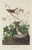Vintage John James Audubon Reproduction Prints —Grouse, Shrike, Finch, Titmouse, Wren, Falcon, Crossbill and Warbler - Collection of 4 For Sale In Washington DC - Image 6 of 9