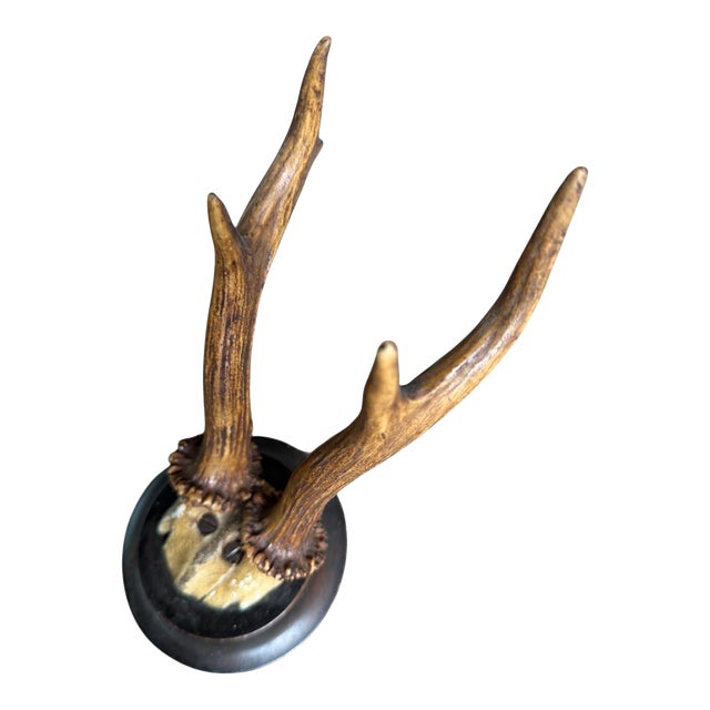 Roe Deer Trophy Rd13 Black Forest Antlers Mount For Sale