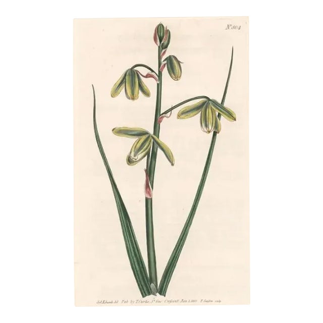 Antique Flowering Albuca Handcolored Engraving For Sale
