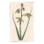Antique Flowering Albuca Handcolored Engraving For Sale