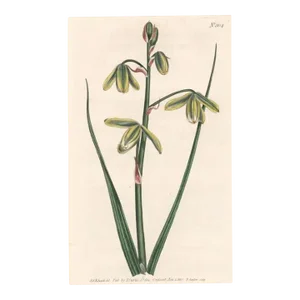 Antique Flowering Albuca Handcolored Engraving
