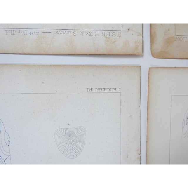 Paper Mid 19th Century Us Pacifc Railroad Fish Lithograph Book Plates - Set of 4 For Sale - Image 7 of 7