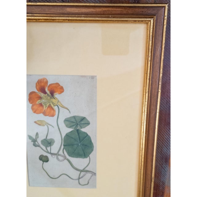 18th Century German Hand Colored Botanical Copper Engraving Print of Nasturtium For Sale - Image 4 of 12