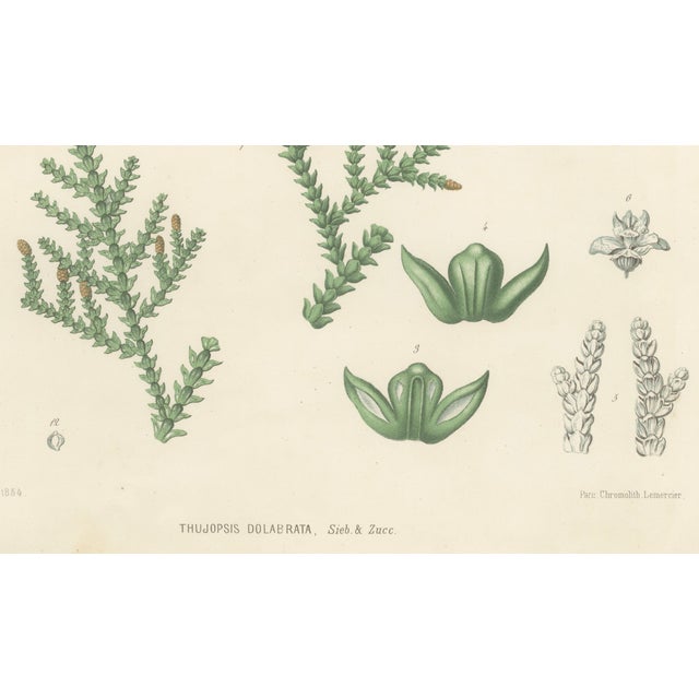 Paper After Siebold & Zuccarini, Botanical Illustration of Thuopsis Dolabrata, 1856, Print For Sale - Image 7 of 9