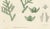 Paper After Siebold & Zuccarini, Botanical Illustration of Thuopsis Dolabrata, 1856, Print For Sale - Image 7 of 9