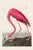 Pink Flamingo (Audubon, Birds of America), Vintage Art Print Reproduction, 20" X 30" For Sale