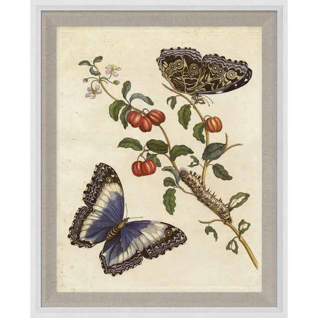 Contemporary Merian Butterfly 7, Framed Artwork For Sale - Image 3 of 3